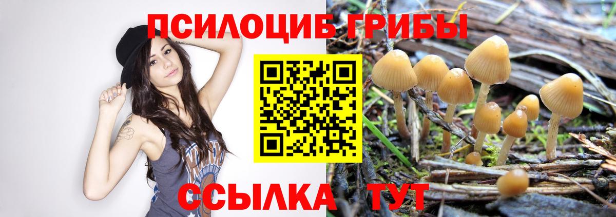 Псилоцибиновые грибы Cubensis  Вход с VPN  продажа наркотиков  Кореновск  Псилоцибиновые грибы GOLDEN TEACHER 